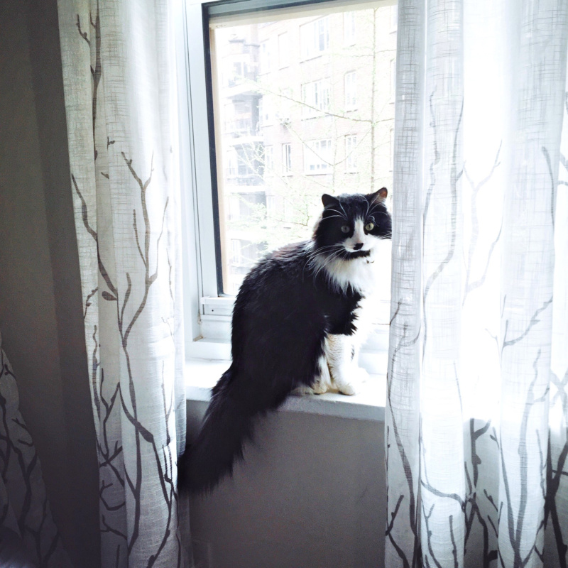 Why Cats Are Great Apartment Pets