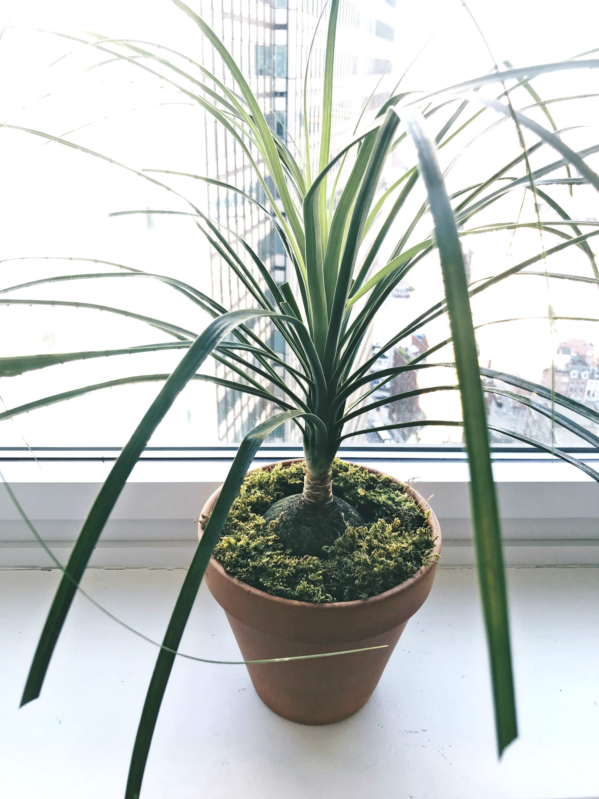 The Importance of Indoor Plants in an Apartment, Ponytail Palm Plant, PlantShed, Tilden of To Be Bright