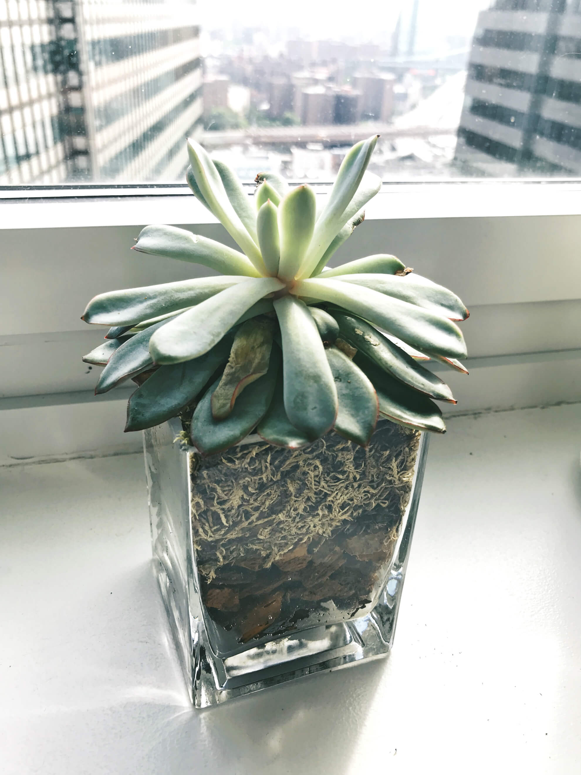 Sake Favor Succulent, Indoor Apartment Plant, City Blossoms, Tilden of To Be Bright