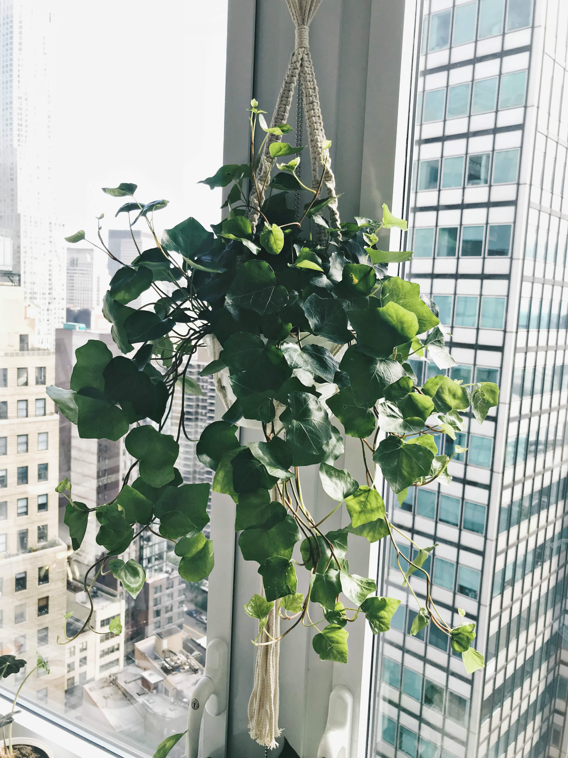 English Green Ivy, Indoor Apartment Plant, PlantShed, Tilden of To Be Bright