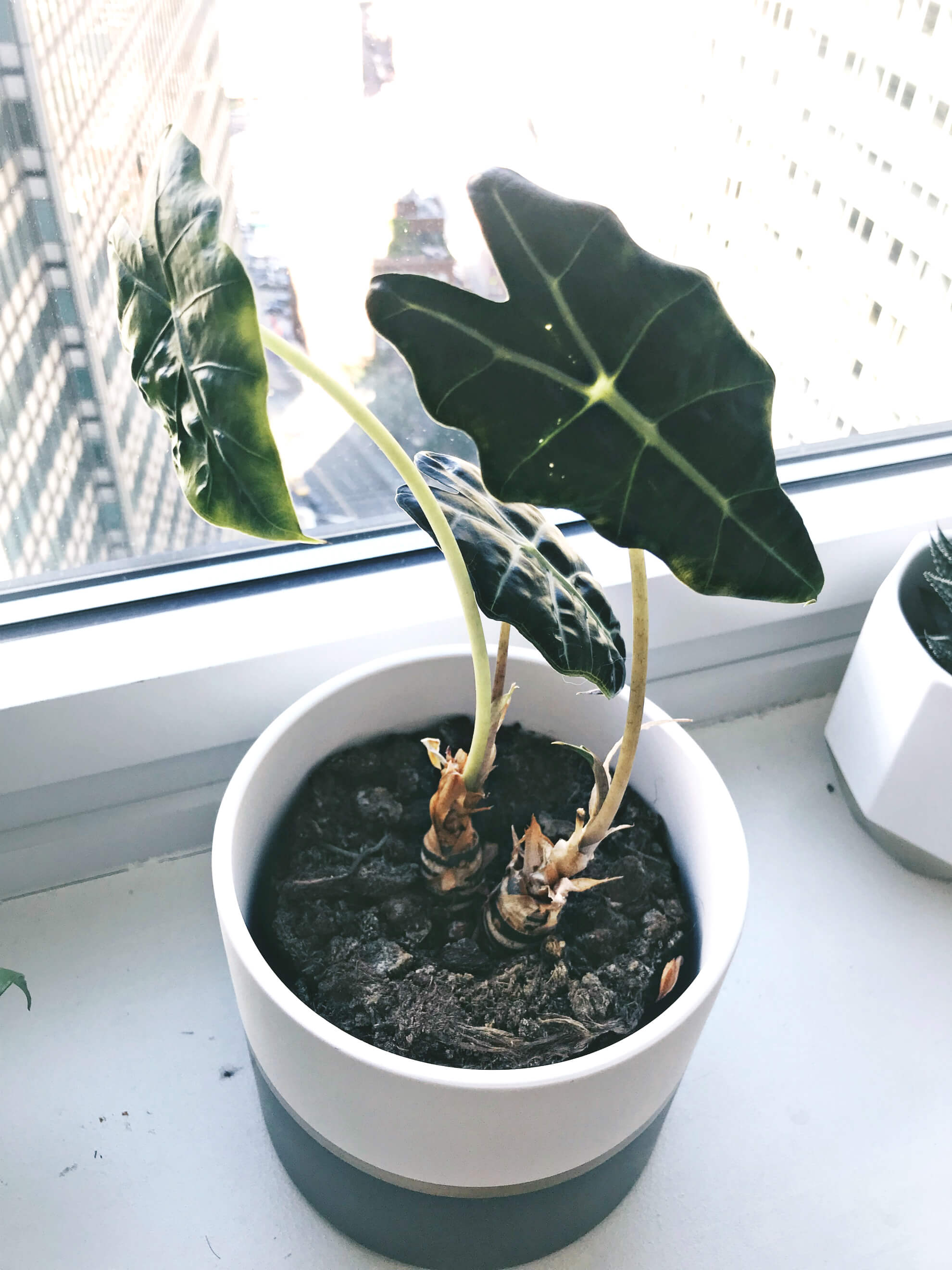 Importance of Indoor Plants in an Apartment, Elephant Ear Plant, Alocasia Polly, Tilden of To Be Bright