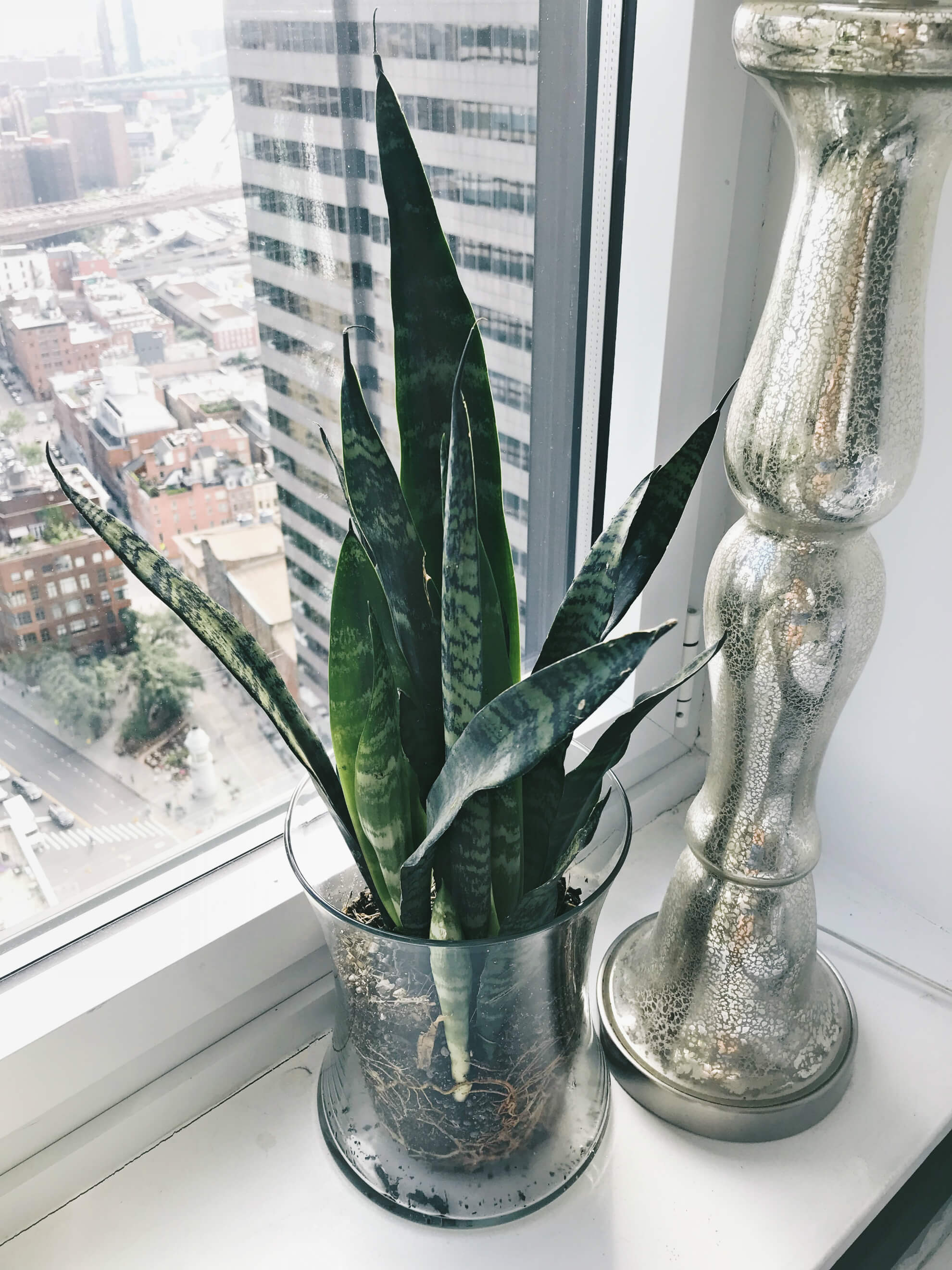 Snake Plant, Indoor Apartment Plant, City Blossoms, Tilden of To Be Bright