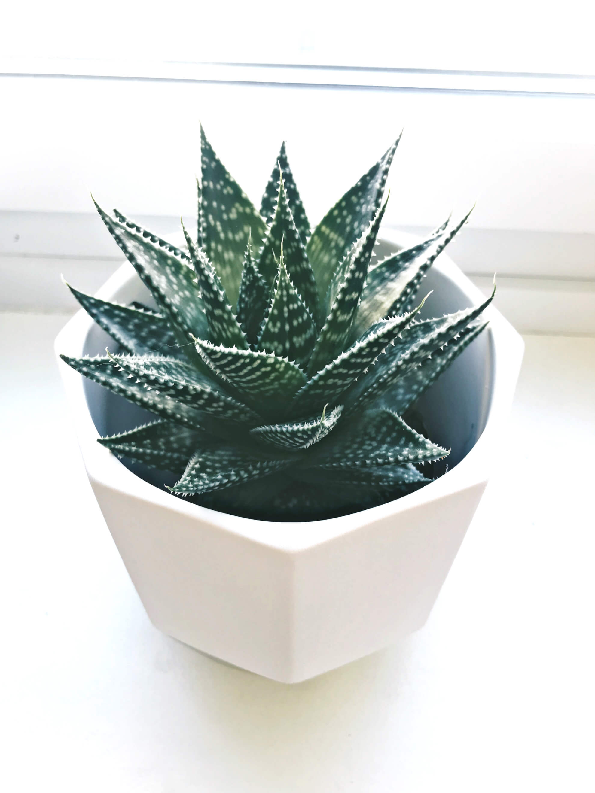 Importance of Indoor Plants in an Apartment, Haworthia Succulent, Tilden of To Be Bright