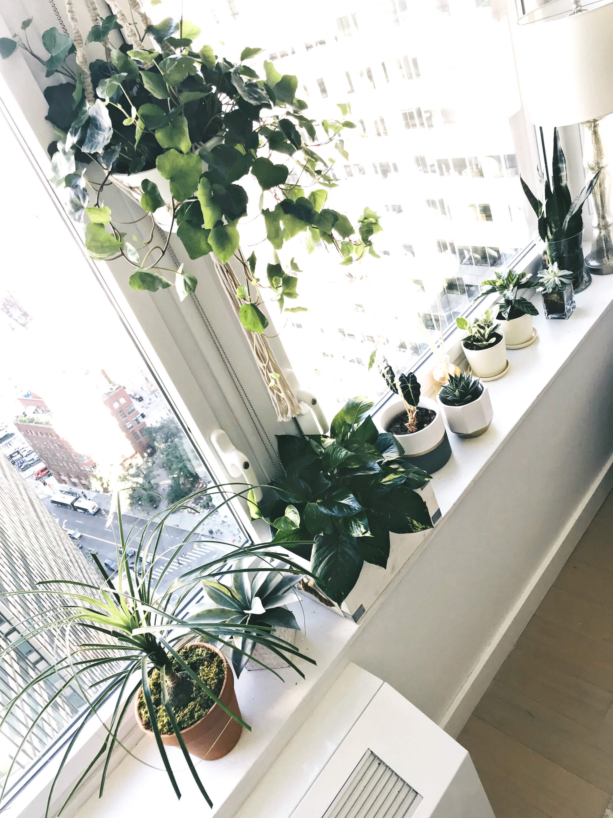 The Importance of Indoor Plants in an Apartment, New York City, Tilden of To Be Bright