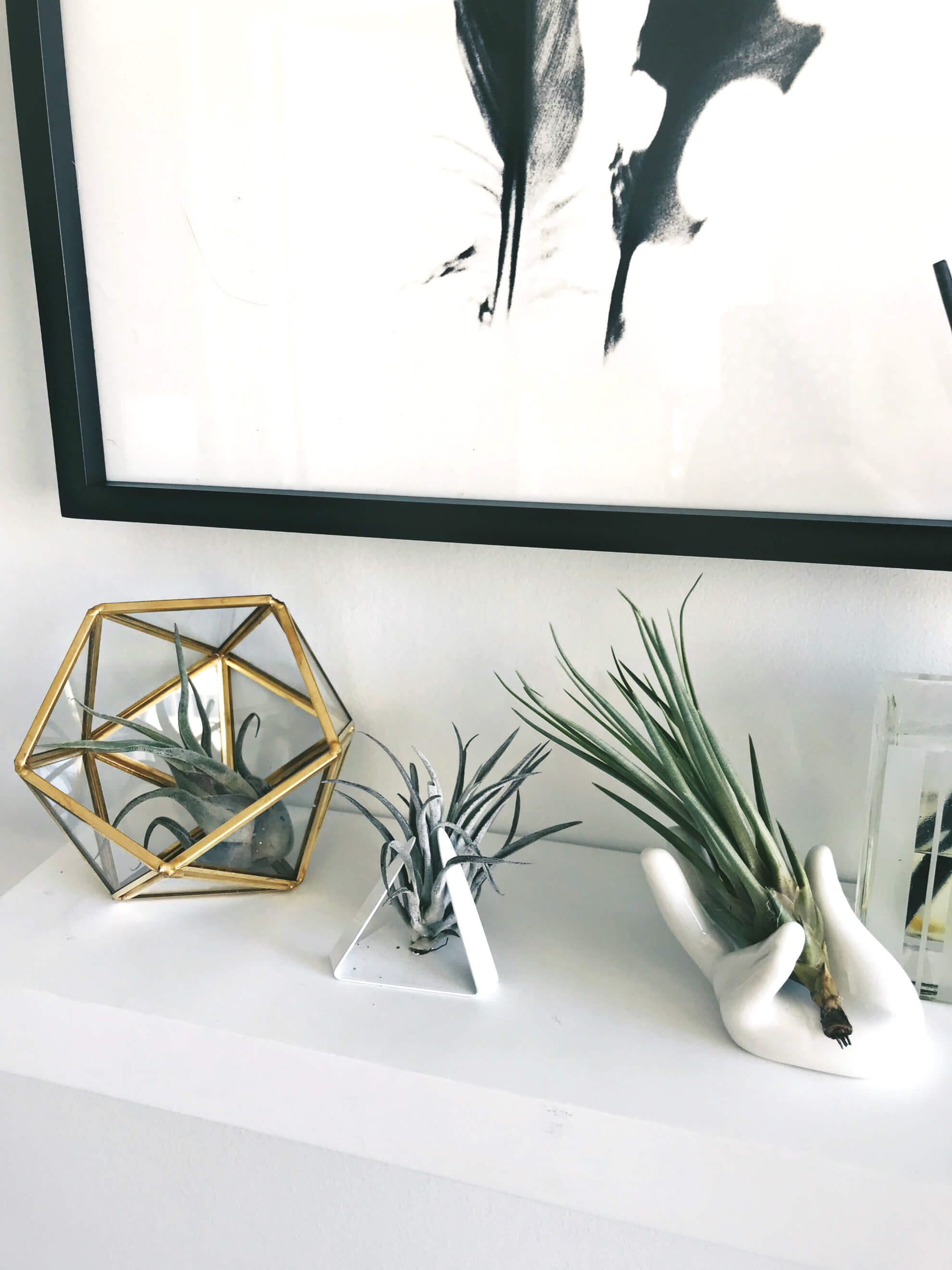 Importance of Indoor Plants in an Apartment, Air Plant Trio Succulents, The Sill, Tilden of To Be Bright