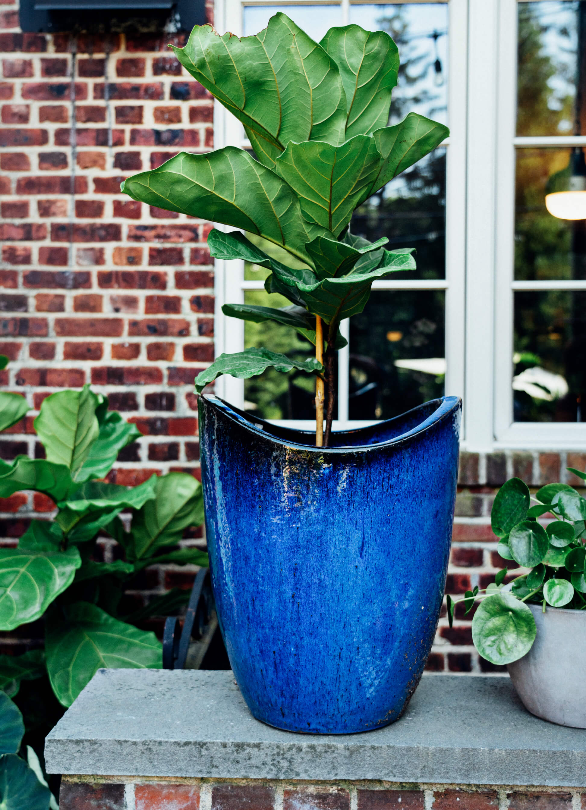 Outdoor Patio Redesign, Modern, Tropical Plant, Blue Vase, Garden Center at Sickles Market, Tilden of To Be Bright