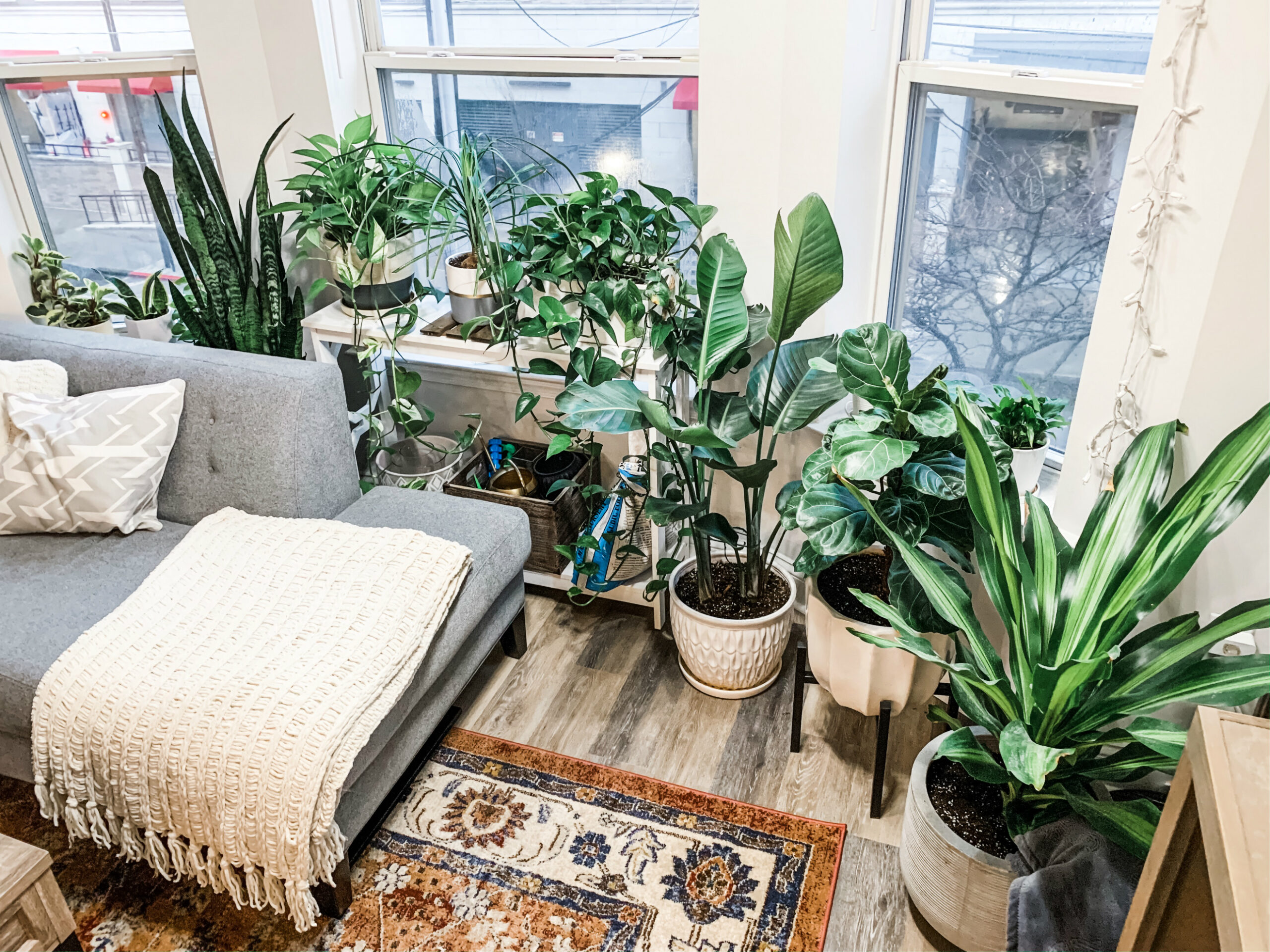 Different types of potted plants in the living room