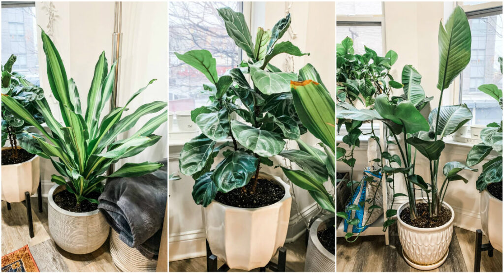 Welcome To The Jungle | Meet Our Indoor Plants