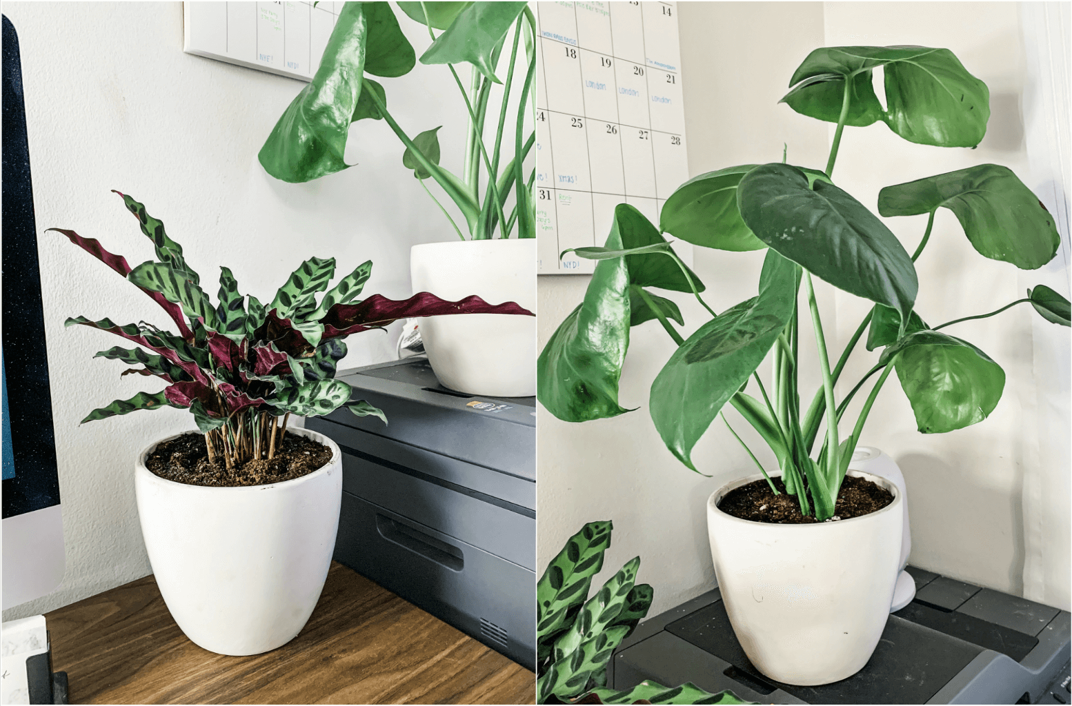 Calathea Rattlesnake, Monstera Plant, Indoor Plant Garden, Apartment Plants, Indoor Jungle, Tilden of To Be Bright