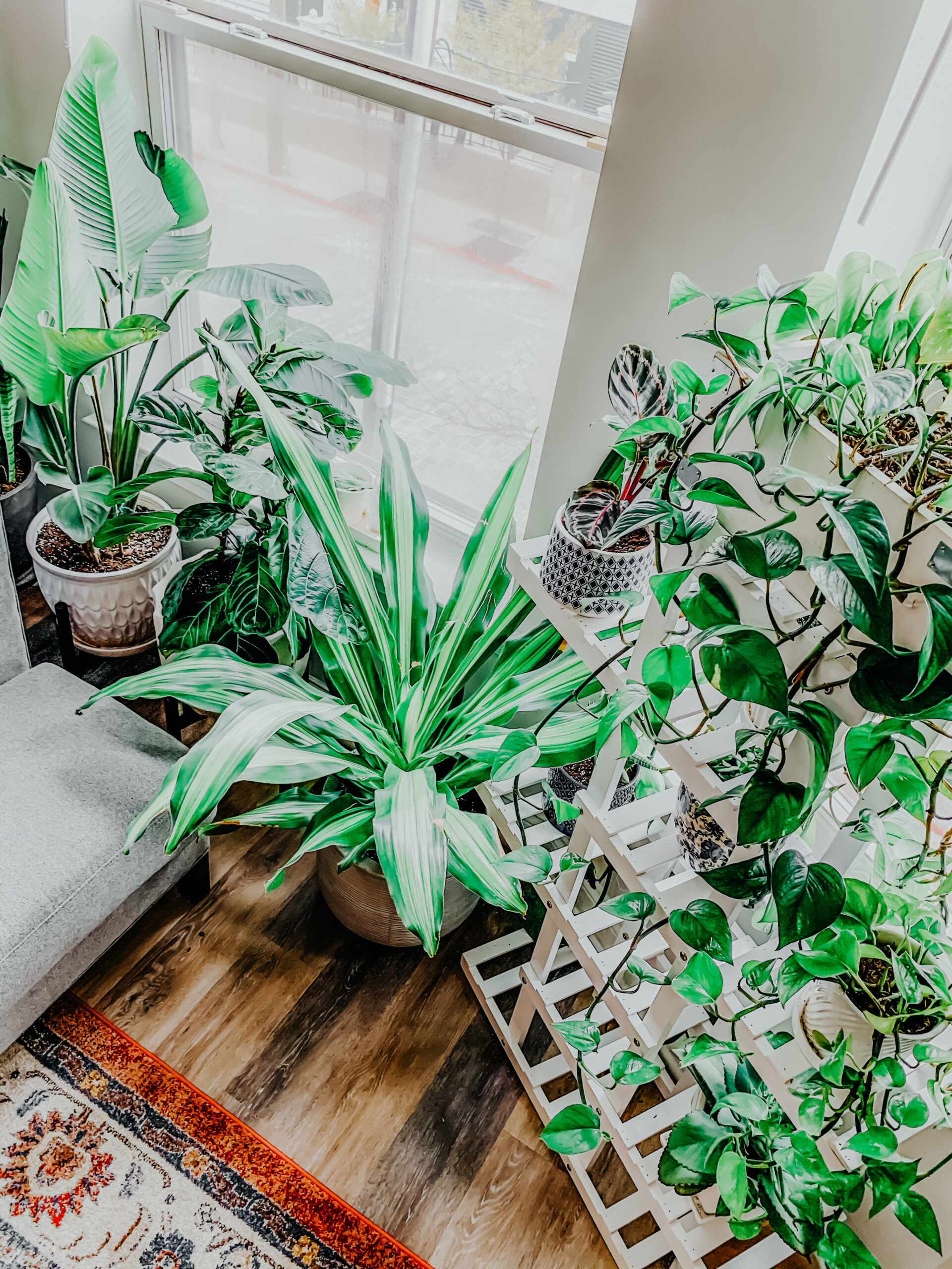 Beginner's Guide to Plant Care, Snake Plant, Bird of Paradise Plant, Fiddle Leaf Fig Plant, Tilden of To Be Bright
