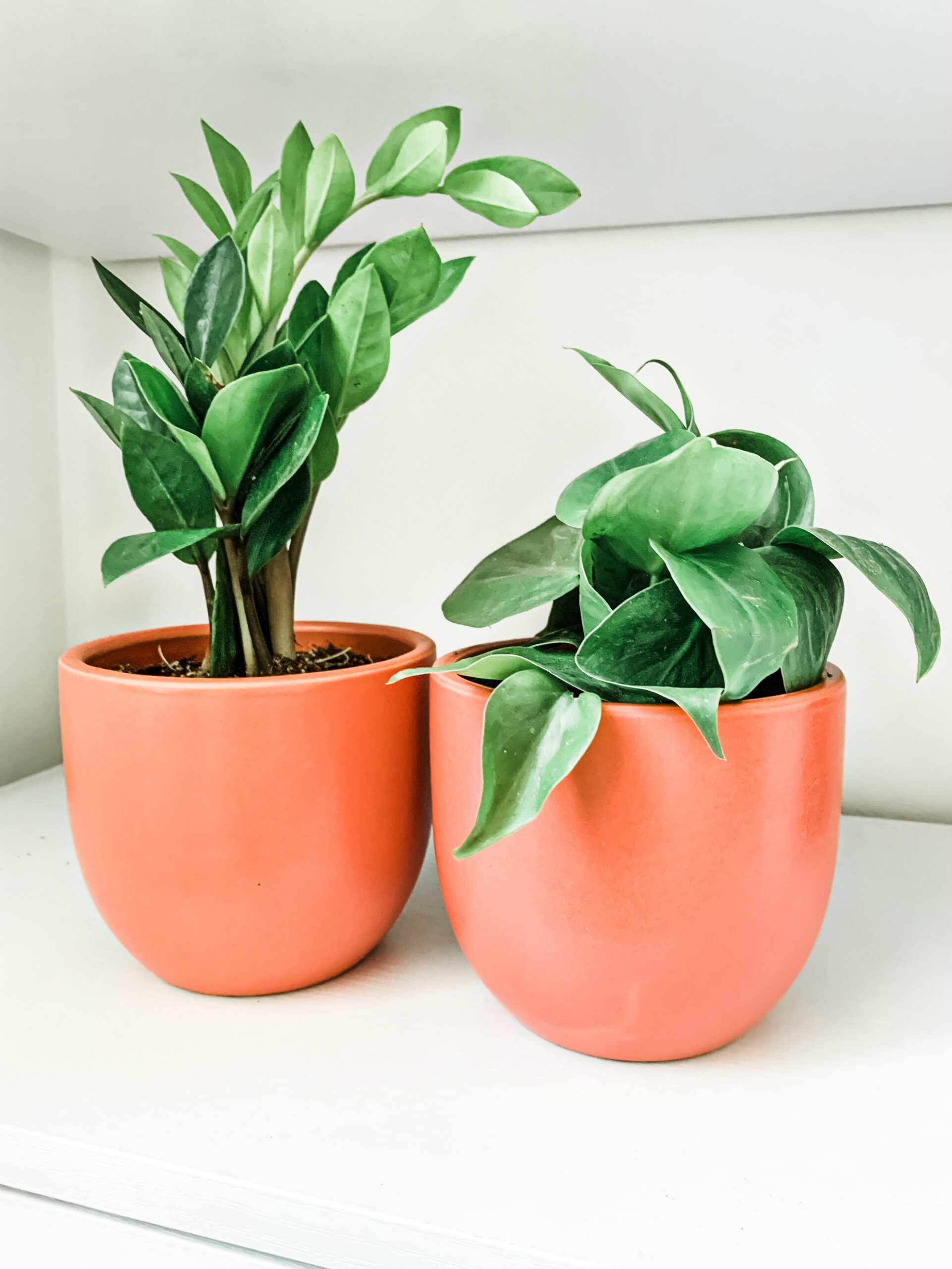 Green Thumb 101 My 1 Online Plant Resource To Be Bright