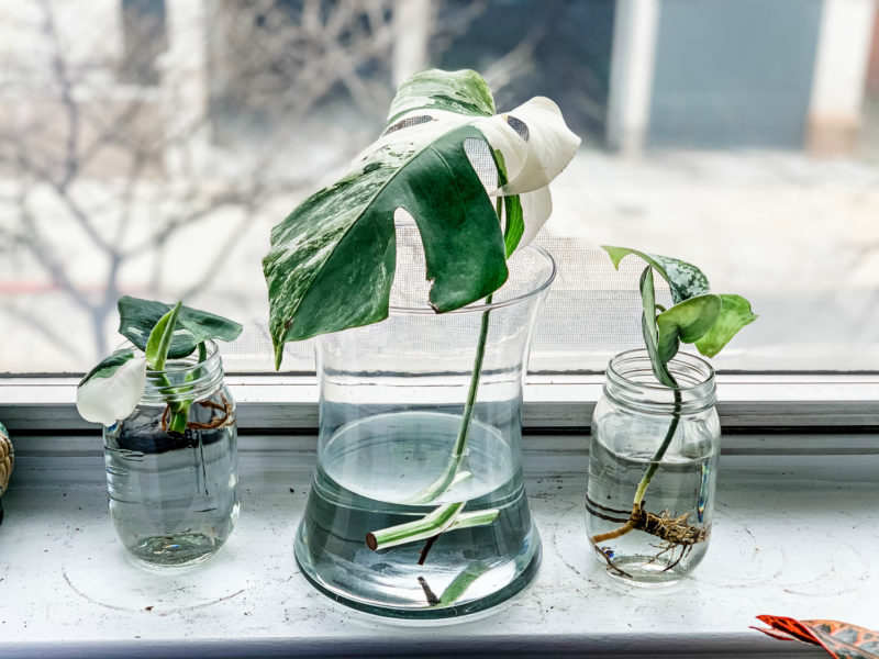 Beginner's Guide to Plant Propagation: Part One